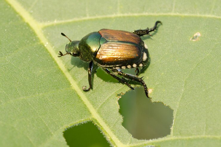 Japanese beetle on a leaf