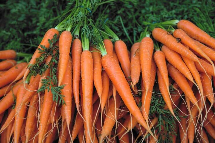 Fresh carrot bunches