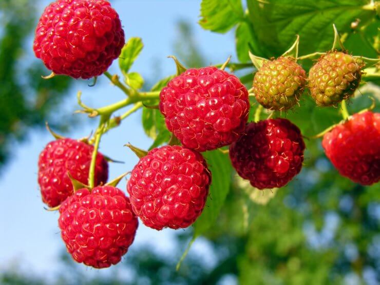 Beautiful raspberries on the bush