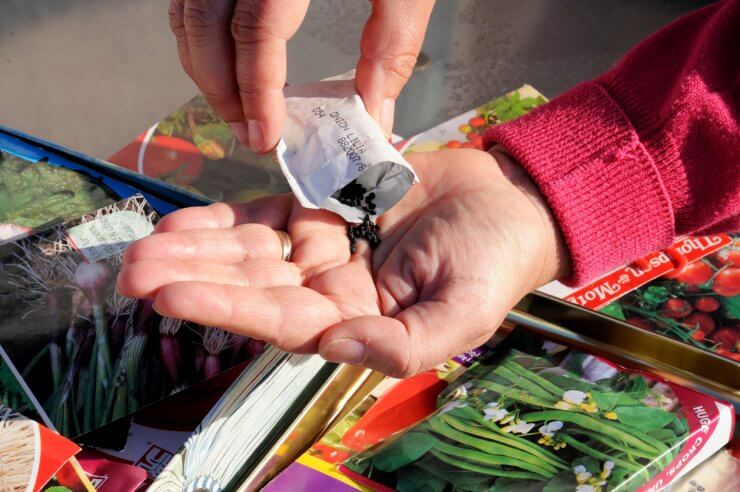 Shaking onion seeds out of packet.