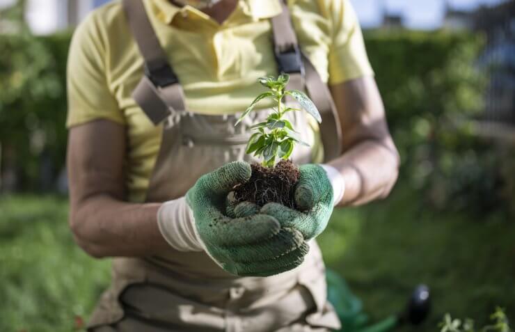 seedling in hands