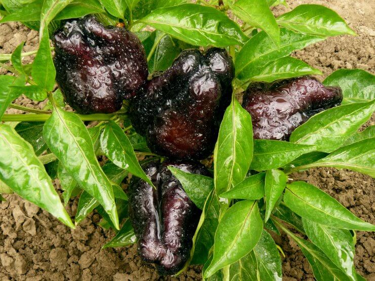 black sweet peppers