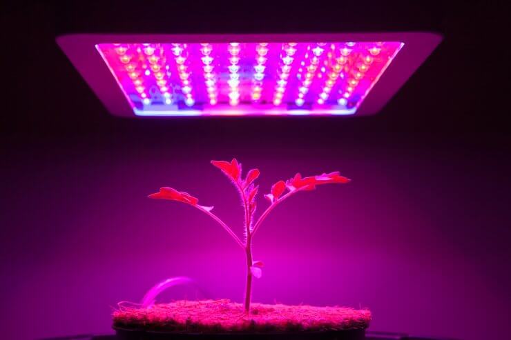 a purple light over a tomato plant signifying a tease to the best grow lights