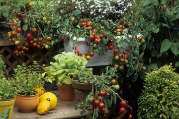 Grow Your Own Food at Home Three Ways