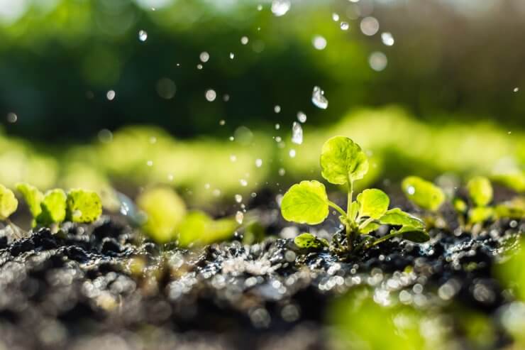 Watering seedlings