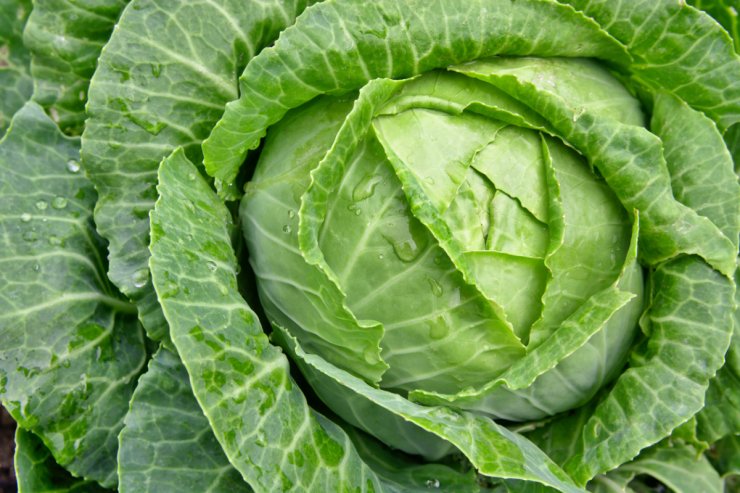 Young cabbage