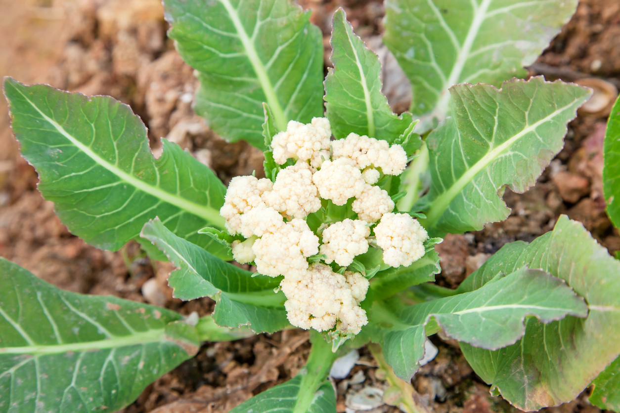 Problems with Cauliflower Heads Food Gardening Network