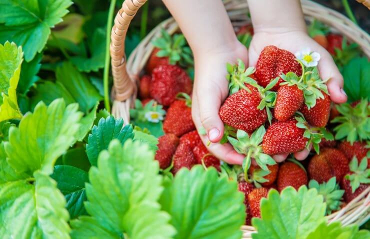 Basket of delicious strawberries