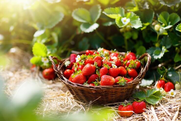 Basket of fresh strawberries