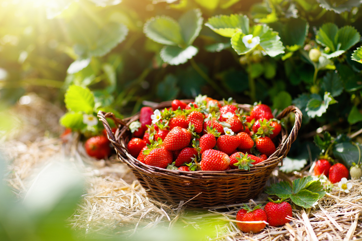 Introduction to Strawberries Food Gardening Network