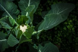 Blanching and Harvesting Cauliflower