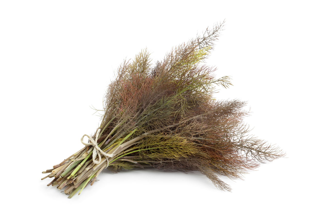 Bronze Fennel Food Gardening Network