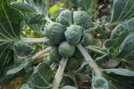 Types of Brussels Sprout Plants