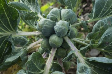 Brussels Sprout ripening in the garden