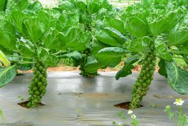 Growing Brussels Sprouts in Open Land, in Containers, or in Raised Beds