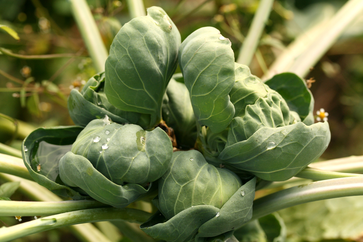 The Right Sunlight for Your Brussels Sprouts Food Gardening Network