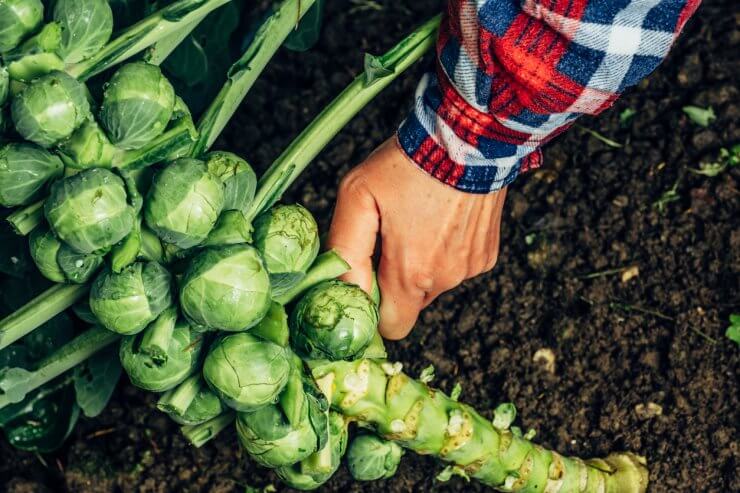 Brussels sprouts being harvested