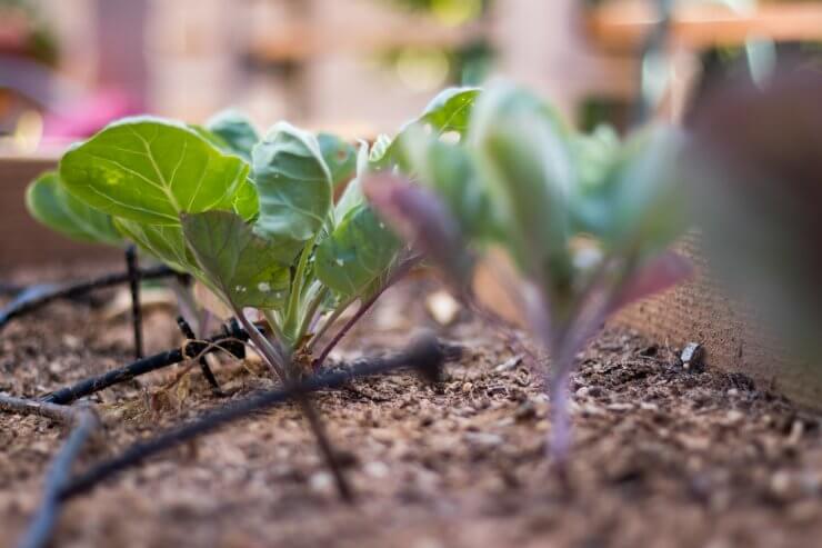 Brussels sprouts seedlings with drip line irrigation