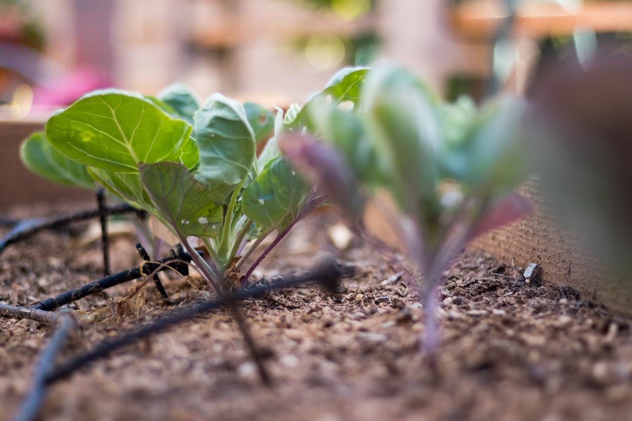 How—and When—to Water Your Brussels Sprout Plants Food Gardening Network