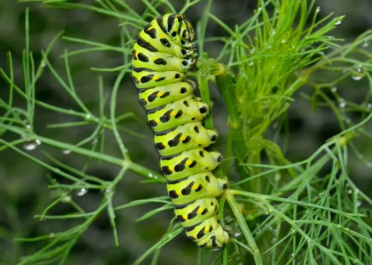 Caterpillar on fennel plant