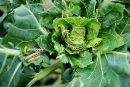 What to Do About Pests that Can Harm Your Brussels Sprout Plants