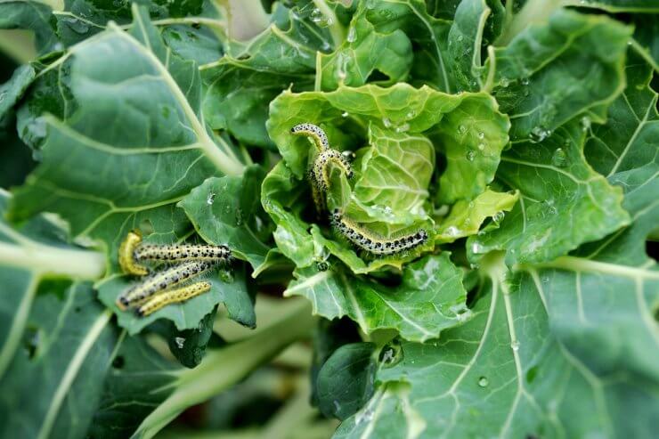 Caterpillars on a Brussels Sprout plant