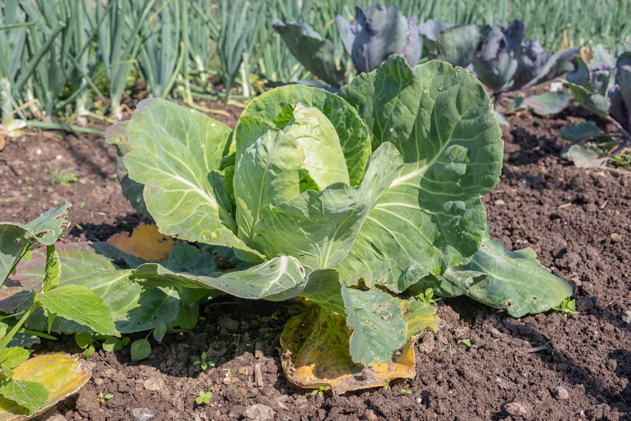 Problems with Cauliflower Heads - Food Gardening Network