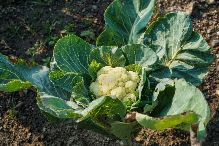 Cauliflower with the beginnings of leaf tipburn