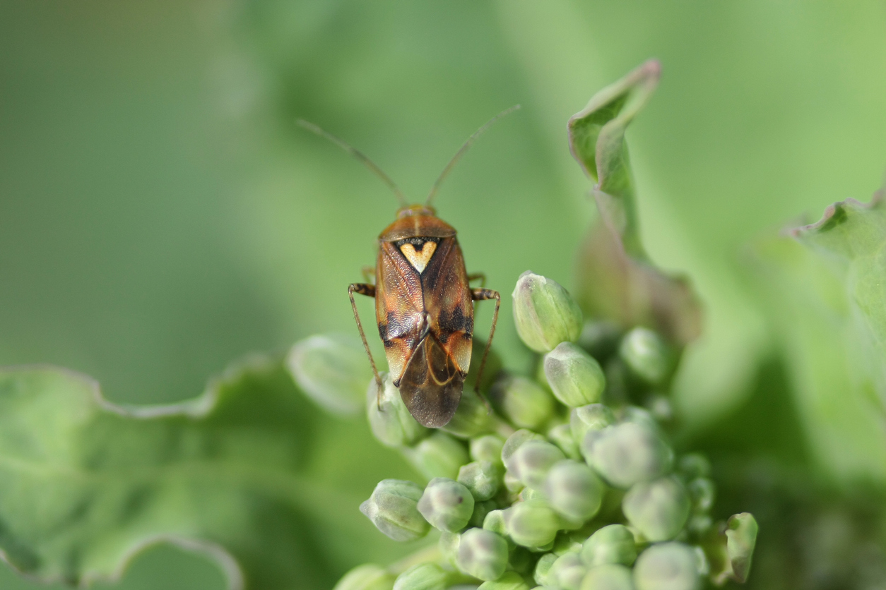 What to Do About Pests that Can Harm Your Quinoa Plants Food