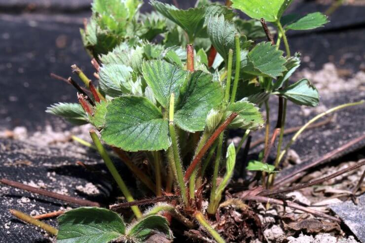 Strawberry plants cropped back for the winter