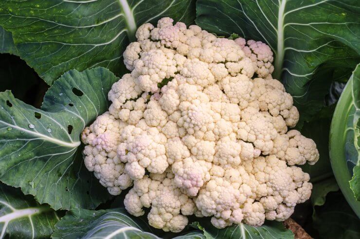 Cauliflower head with stress discoloration