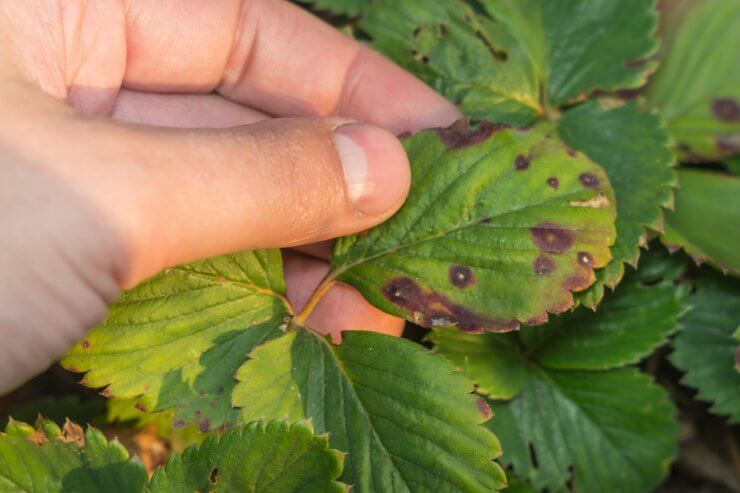 Diseased strawberry leaves