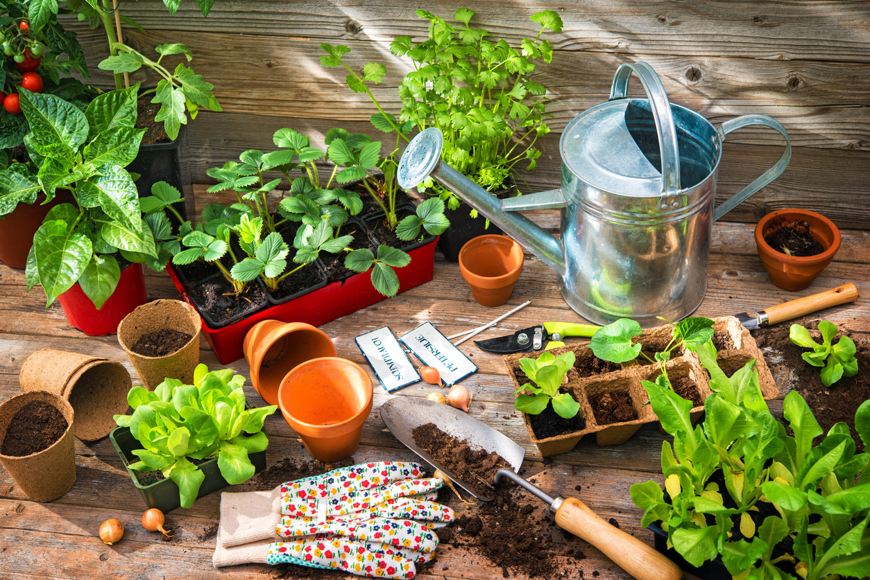 Essential Tools and Equipment for Growing and Enjoying Strawberries ...