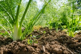 Fennel is Not Such a ‘Friendly Plant’