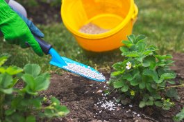 Watering, Weeding and Fertilizing your Strawberry Plants