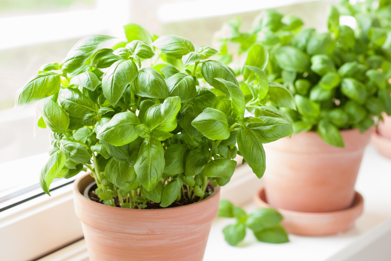 How Much Water Does Basil Need? Food Gardening Network