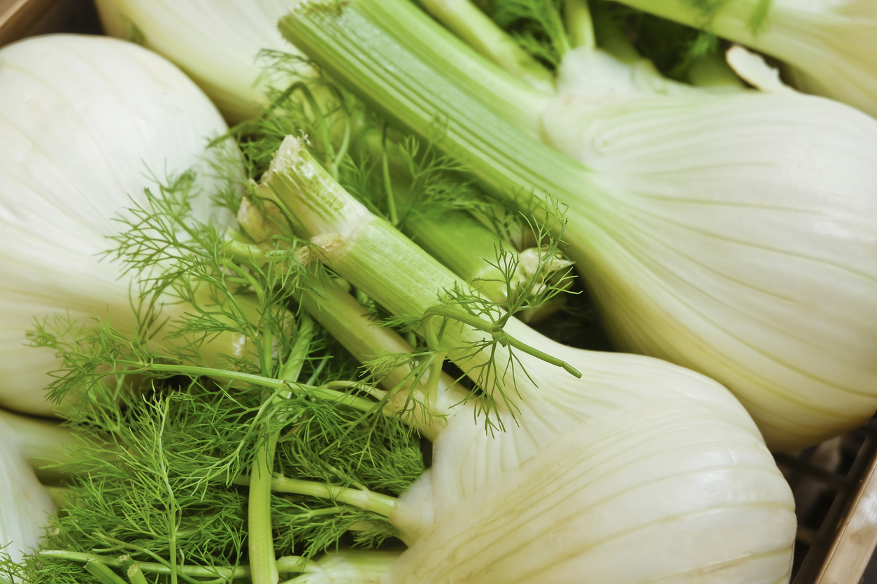 Introduction to Fennel Food Gardening Network
