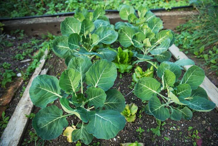 Growing Brussels Sprouts in Raised Beds