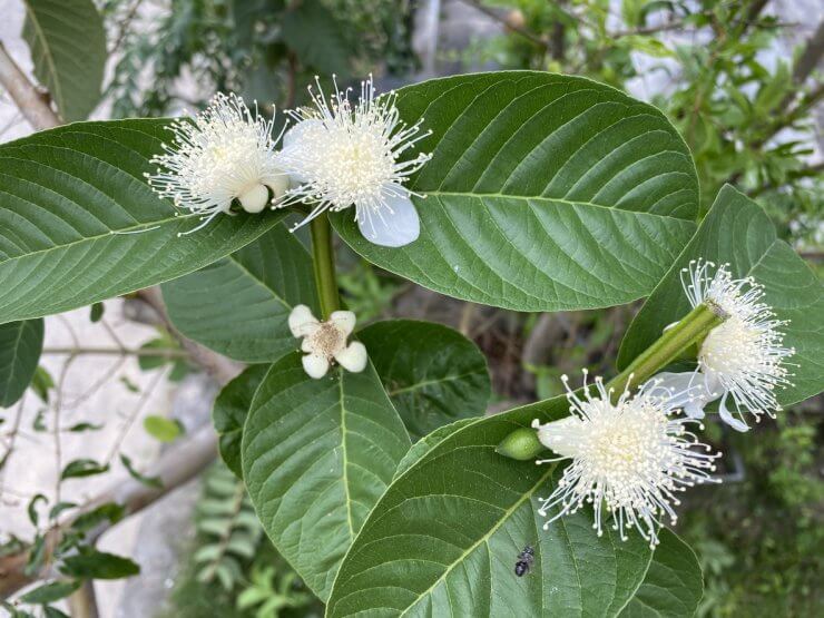 guava tree The 10 Most Beautiful Flowering Fruit Trees