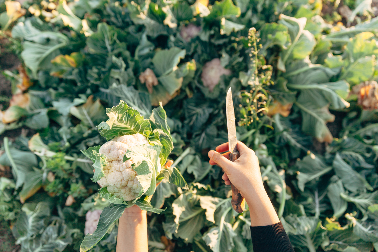 Blanching and Harvesting Cauliflower Food Gardening Network