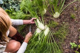 Essential Tools and Equipment for Growing and Enjoying Fennel