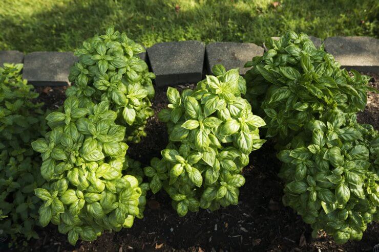 How Much Water Does Basil Need Food Gardening Network