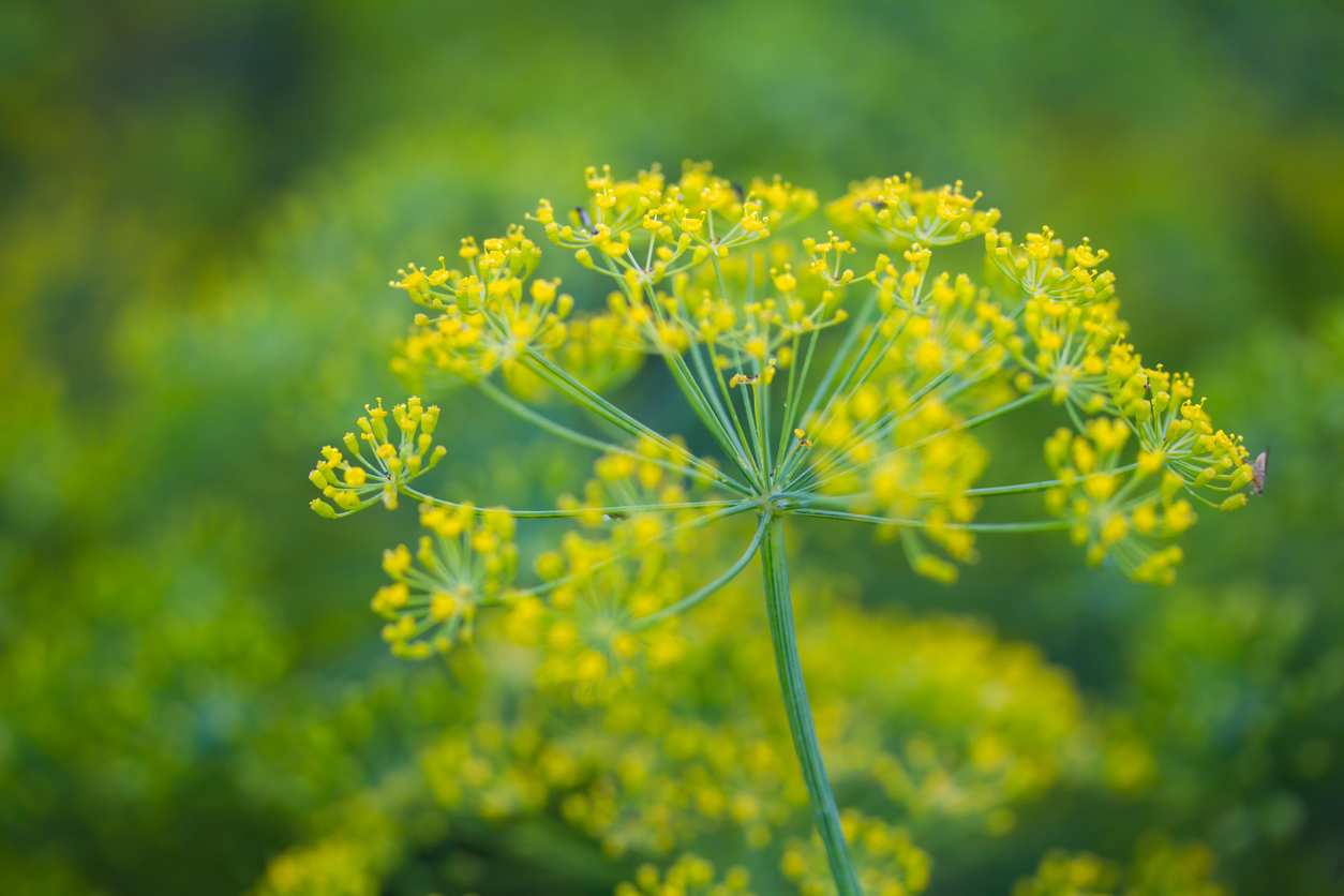 A Word About the Types of Fennel Food Gardening Network