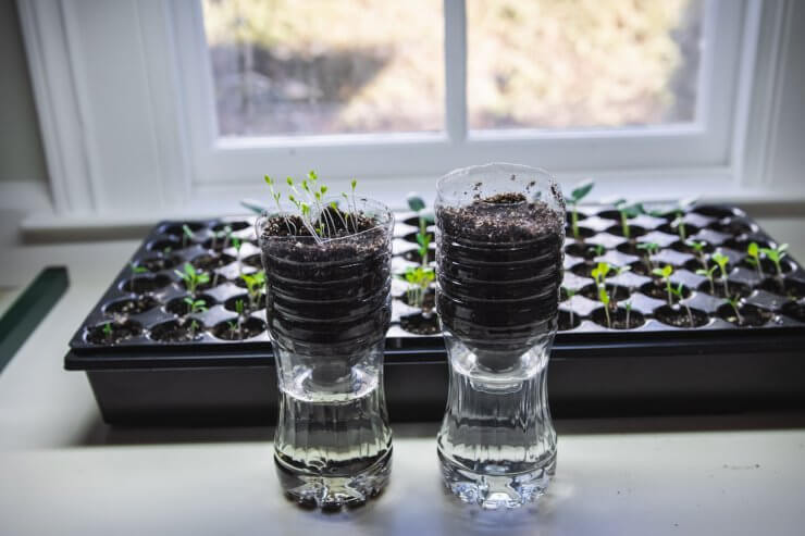 How to Start Seeds Indoors-25