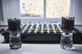 How to Start Seeds Indoors: Grow Kits vs. DIY Methods