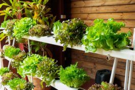 Why Growing Hydroponic Produce is Beneficial for Home Chefs