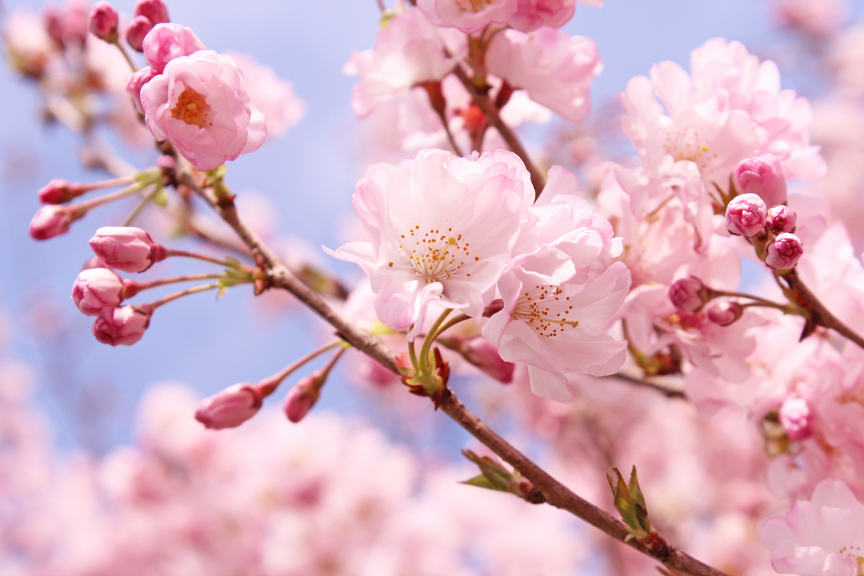 The 10 Most Beautiful Flowering Fruit Trees - Food Gardening Network