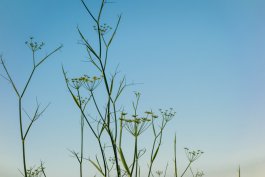 Dealing with Fennel Diseases