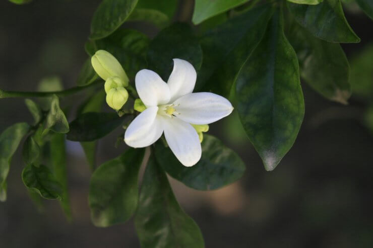 lemon tree The 10 Most Beautiful Flowering Fruit Trees