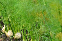 Soil, Sun, and Watering Requirements for Your Fennel